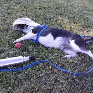 Meet your Posher, Robert